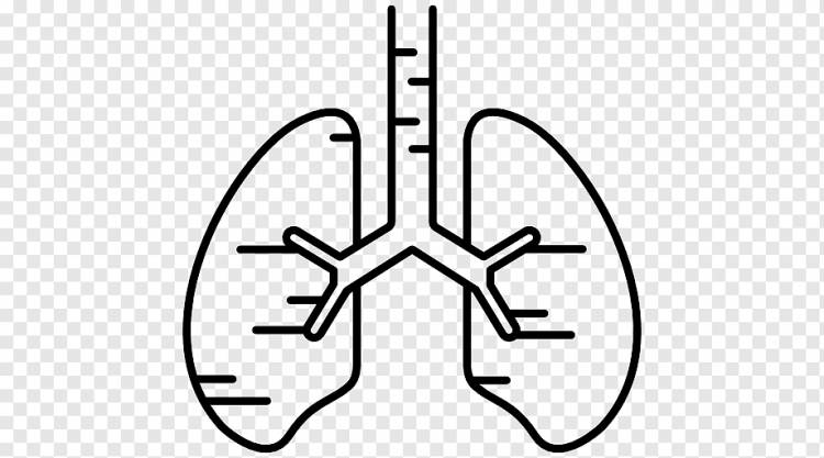 Легкое человеческое тело Органы дыхания, легкие человека, угол, белый, рука png