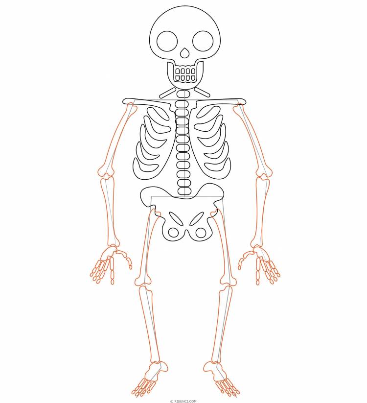 Скелет рисунок поэтапно