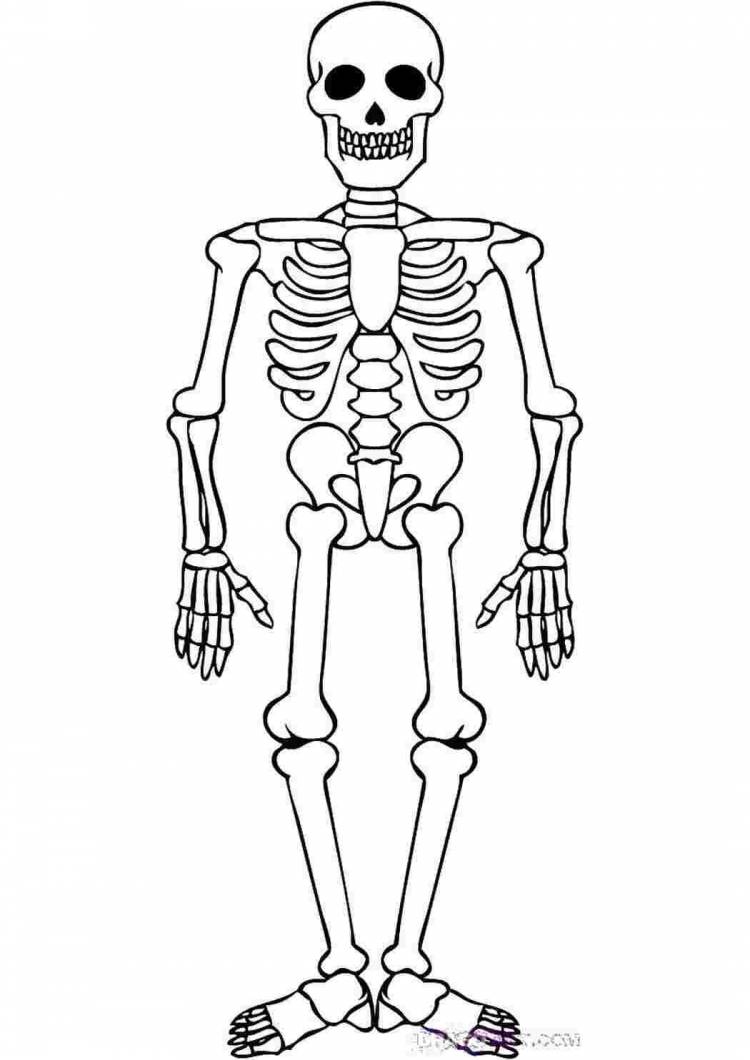 Скелет человека рисунок для детей
