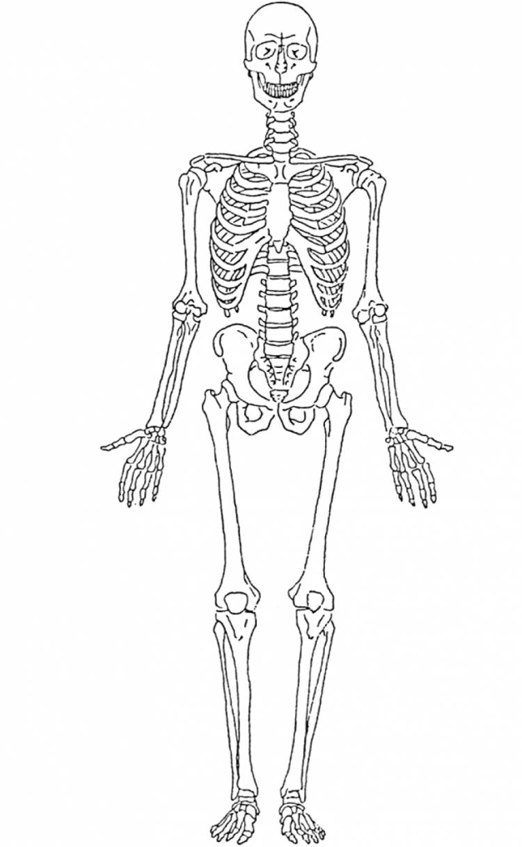 Скелет человека рисунок поэтапно
