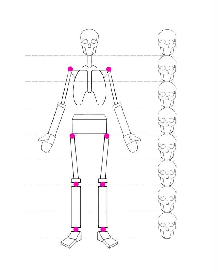 Skeleton proportions simple, anatomy, bones