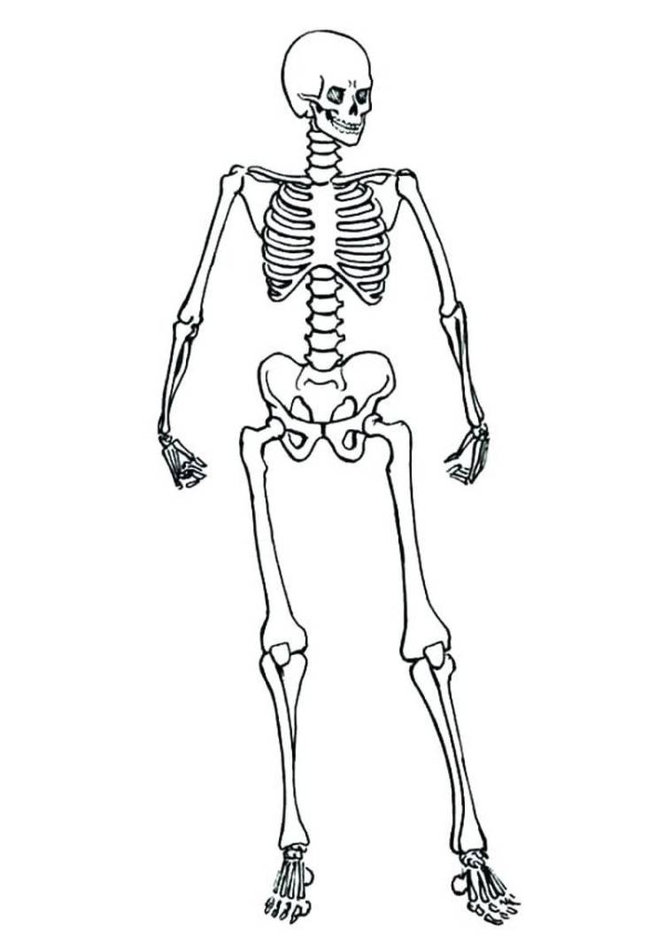 Скелет человека рисунок карандашом