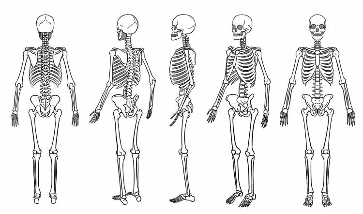 Скелет человека рисунок карандашом