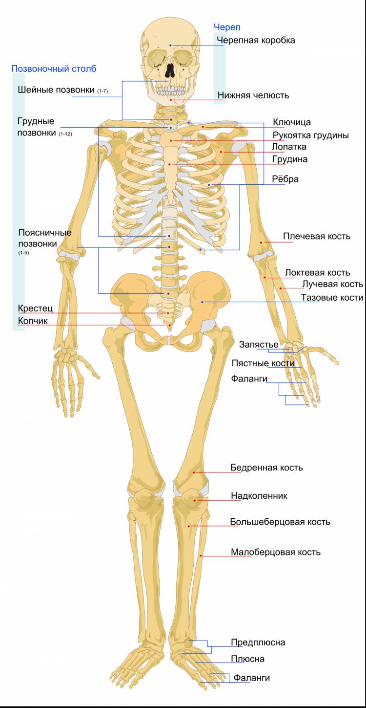 Скелет человека