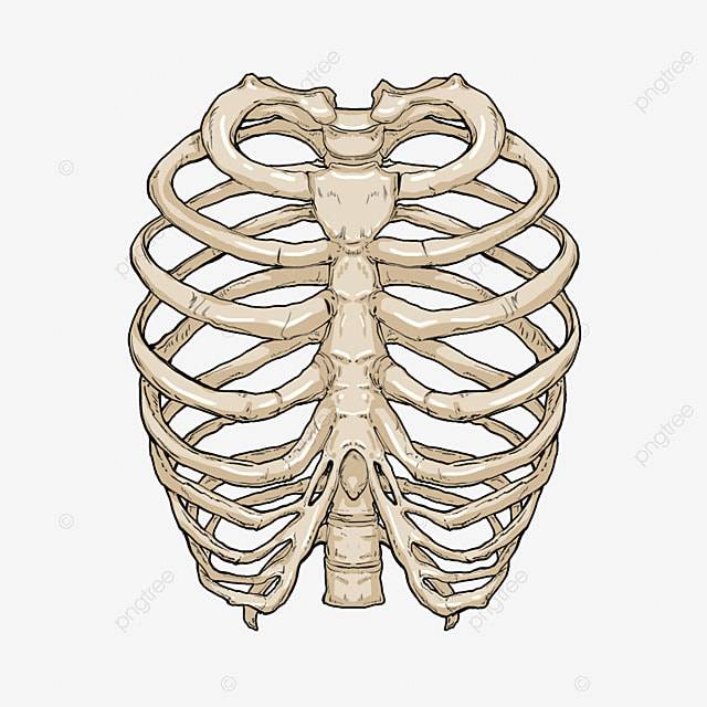 модель скелета PNG , грудная клетка, остов, Bone PNG картинки и пнг PSD рисунок для бесплатной загрузки