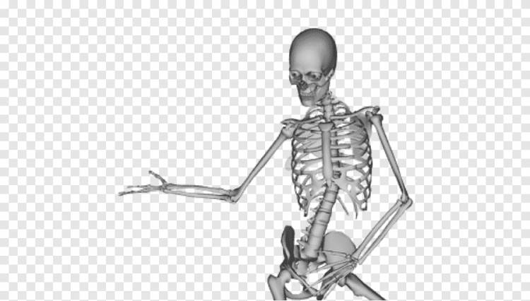 Человеческий скелет Skull Dance Bone, Скелет, человек, анатомия png