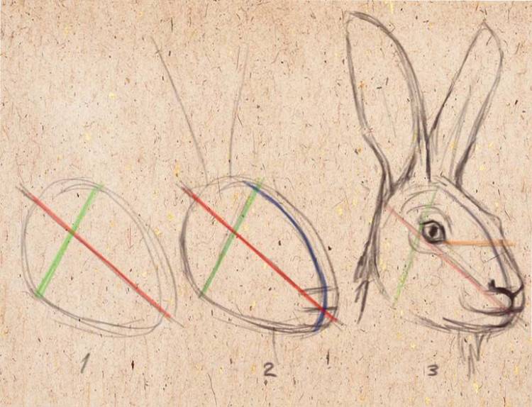 как рисовать зайца, нарисовать портрет зайца, рисуем кролика
