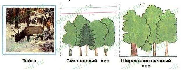 Рисунок карандашом тайга смешанный лес широколиственный лес 