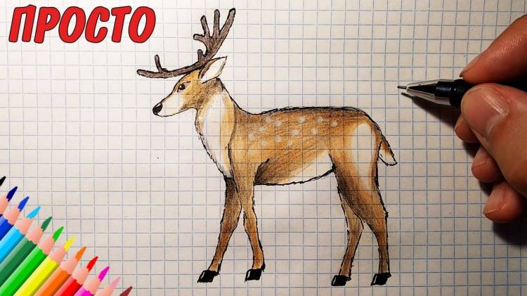 How to draw a DEER (Full HD