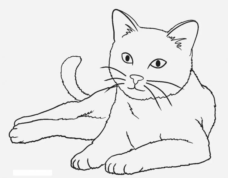Рисунок карандашом кота детский
