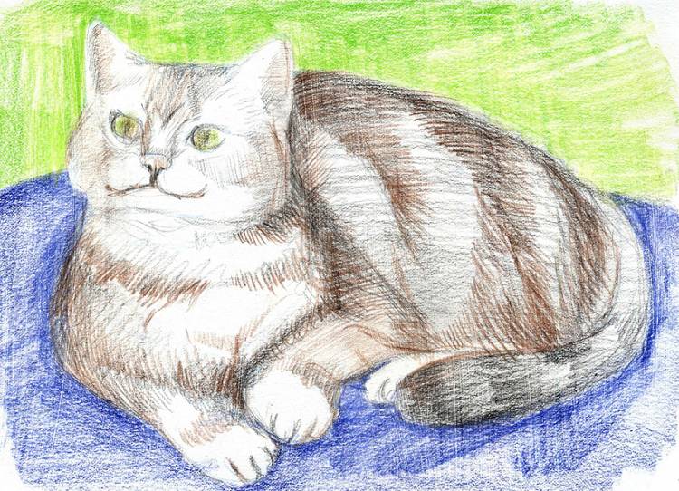 Как рисовать кота цветными карандашами