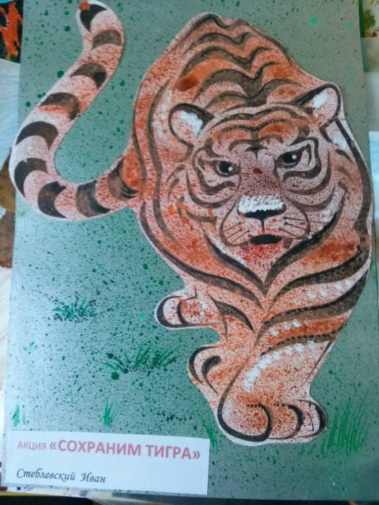Детские рисунки в рамках акции «Сохраним тигра» (фотоотчёт) 