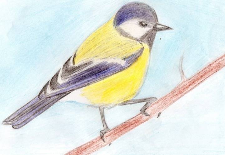 Рисунки птиц для срисовки лёгкие и красивые