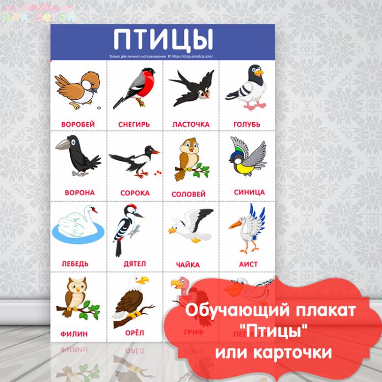 птицы картинки с названием, обучающий плакат для детей скачать