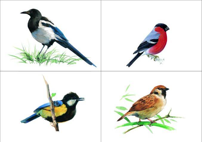 Проект «Зимующие птицы» знакомит детей с видами птиц, зимующих на просторах нашей Родины