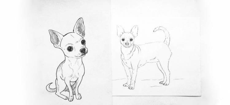 Как нарисовать собаку чихуахуа