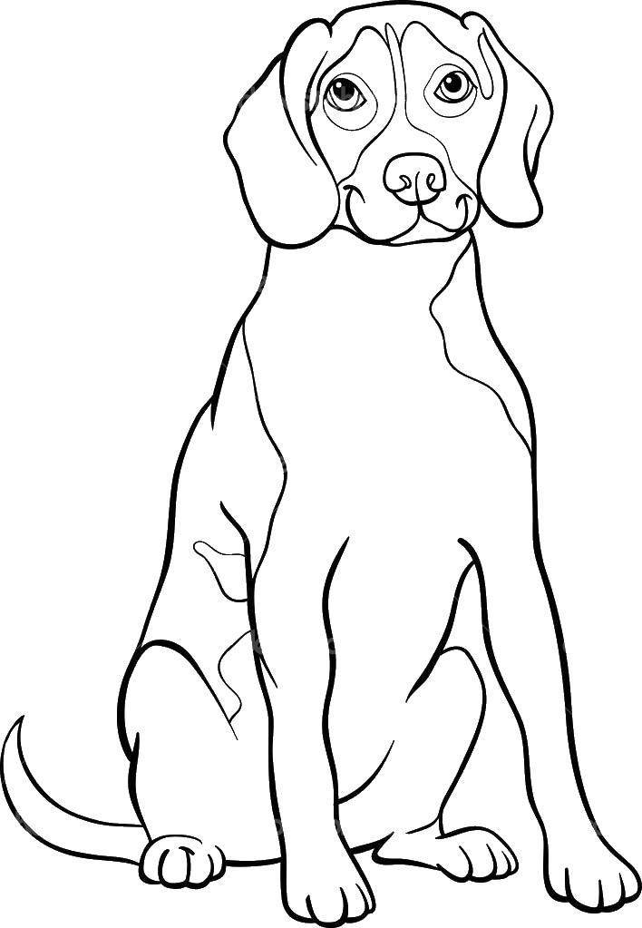 Раскраски Раскраска Собачка большая собаки всех пород, Раскраски детские