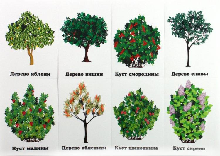 Картинки по запросу деревья