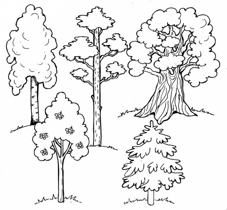 Лес деревья и кустарники