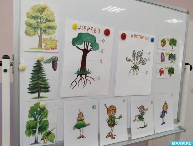 Конспект НОД для детей старшего дошкольного возраста «Деревья и кустарники» 