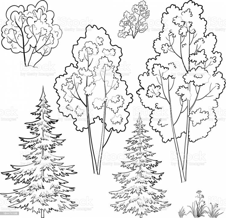 Лес деревья и кустарники