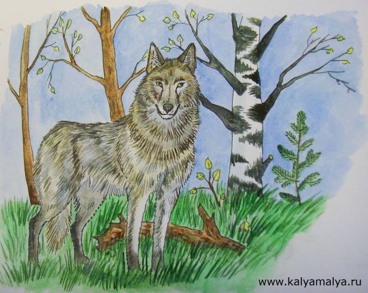 Детский рисунок волк в лесу