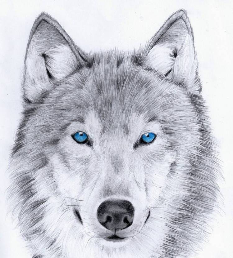 Серый волк рисунок