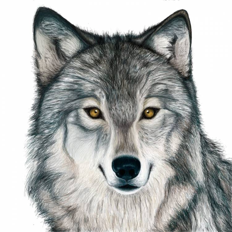 Волк рисунок мультяшный