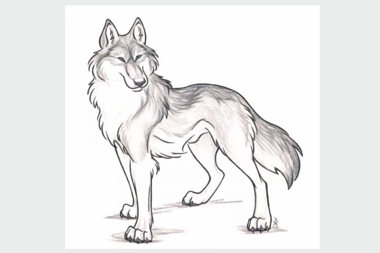 Волк детский рисунок карандашом