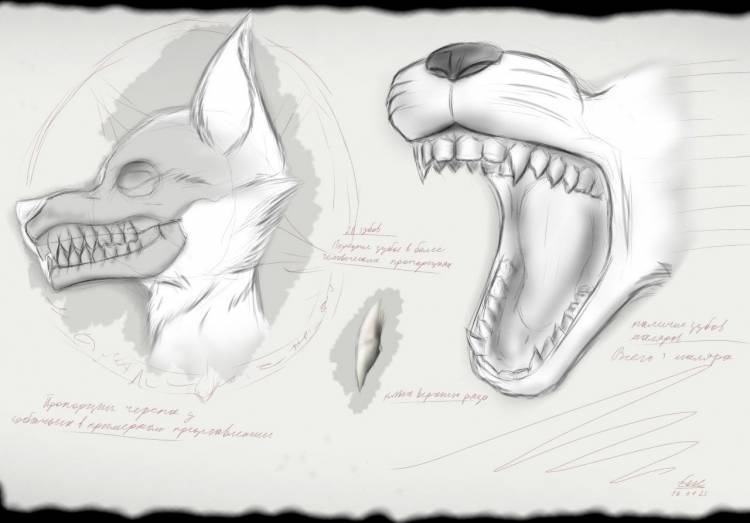 Зубы волка рисунок