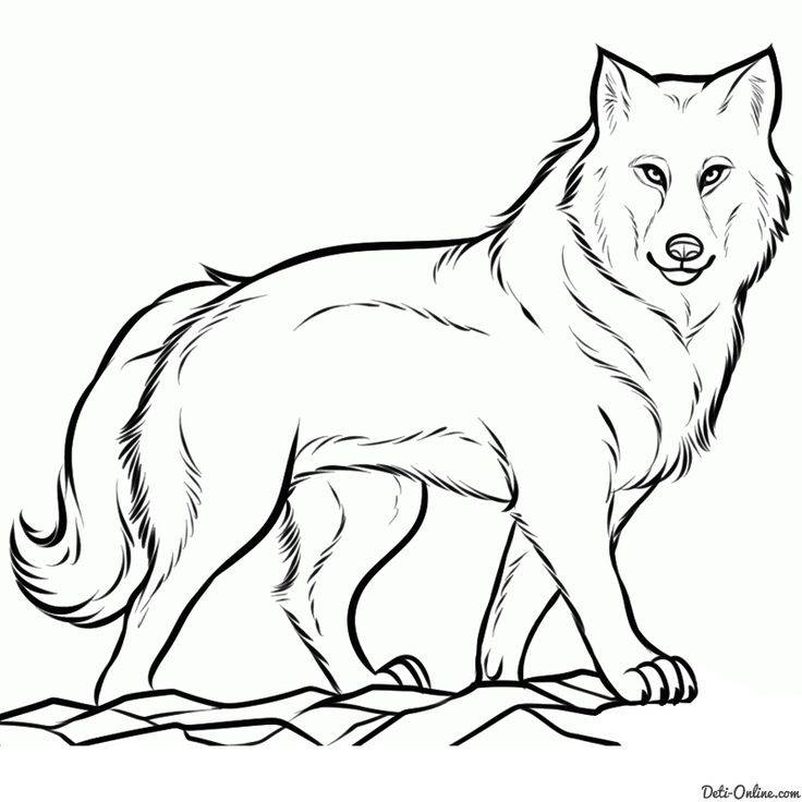 Картинки по запросу полярный волк рисунок для раскраски