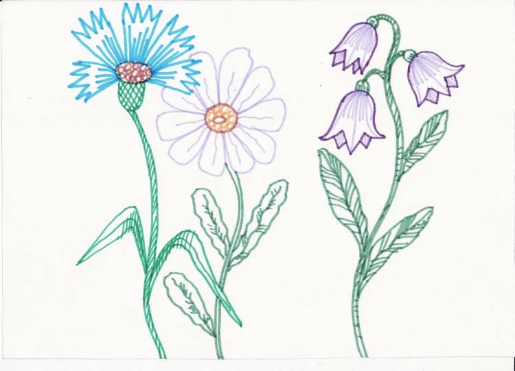 Рисунок полевые цветы детский рисунок 