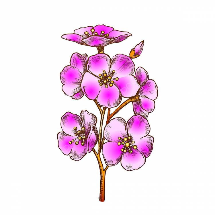 цветущее дерево PNG рисунок, картинки и пнг прозрачный для бесплатной загрузки