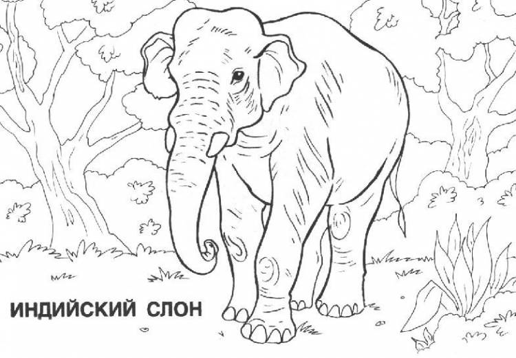 Раскраски для детей и взрослых хорошего качестваРаскраска Индийский слон в джунглях