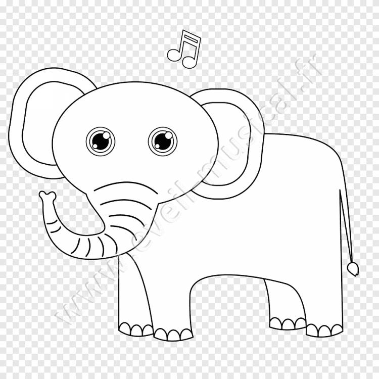 Индийский слон Африканский слон