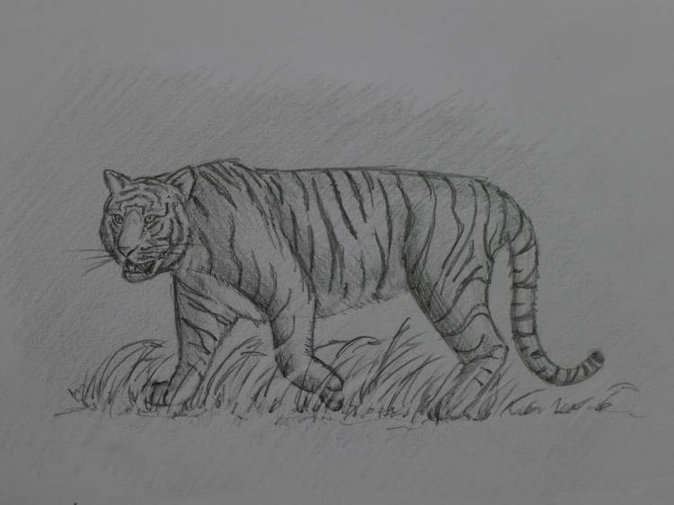 Как нарисовать африканского тигра