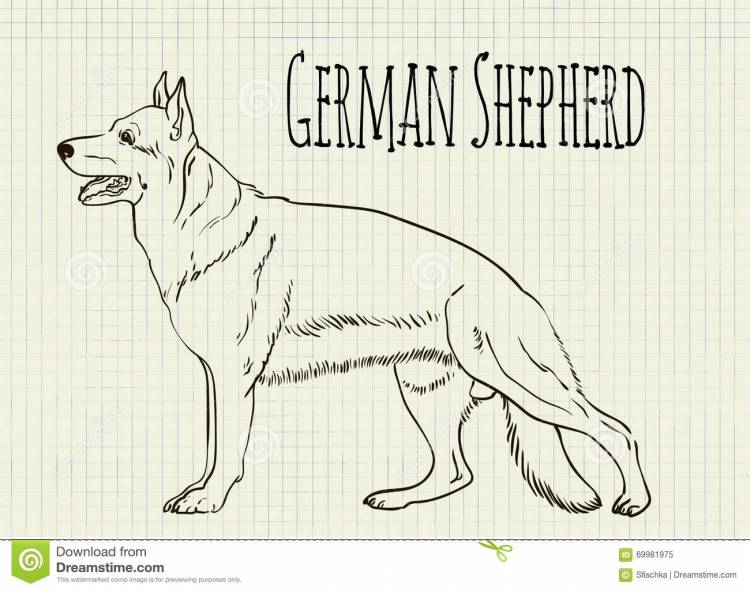 Легкий рисунок немецкой овчарки