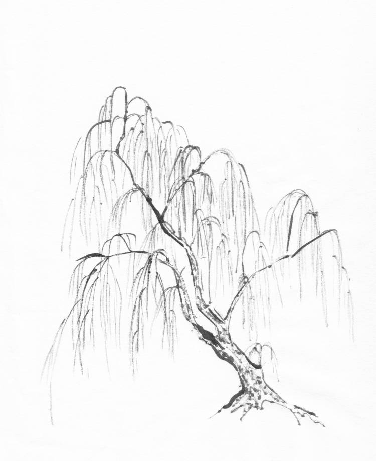 Верба дерево рисунок