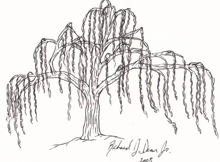 Верба дерево рисунок для детей