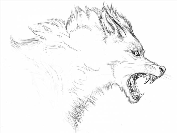 Поэтапное рисование злого волка