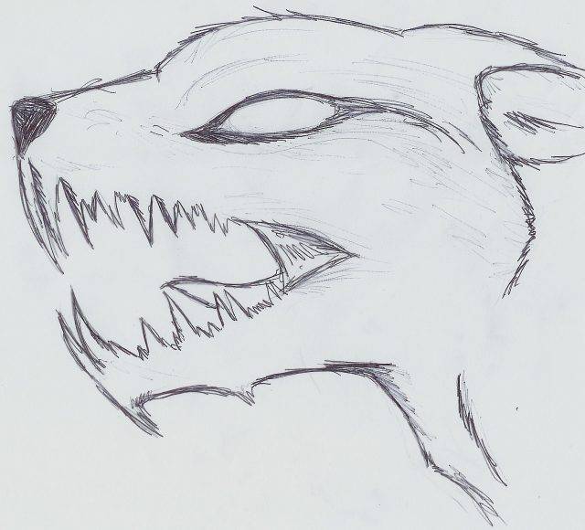 Рисунки волка карандашом для детей 