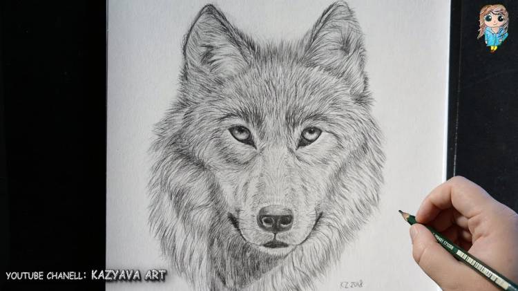 Как нарисовать морду Волка поэтапно