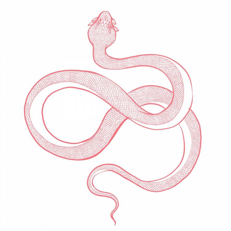 Змея рисунок легкий для срисовки