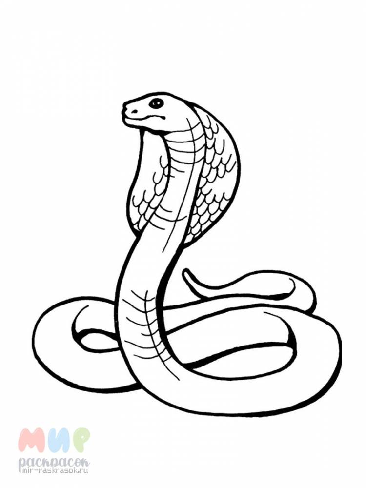 Рисунки змей для срисовки легкие