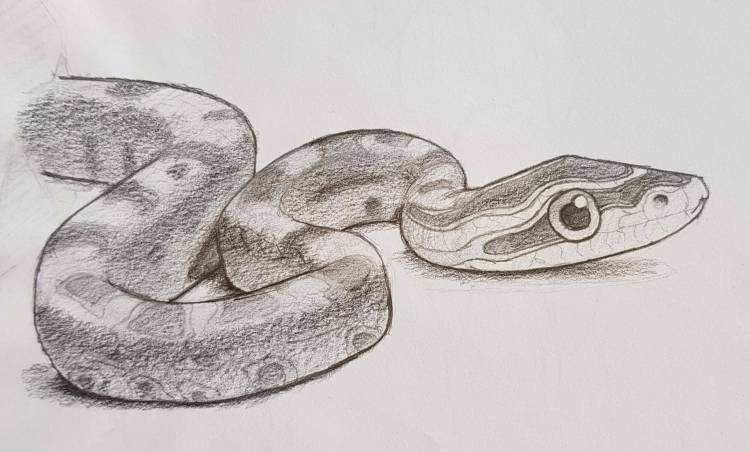 Змея рисунок карандашом для срисовки
