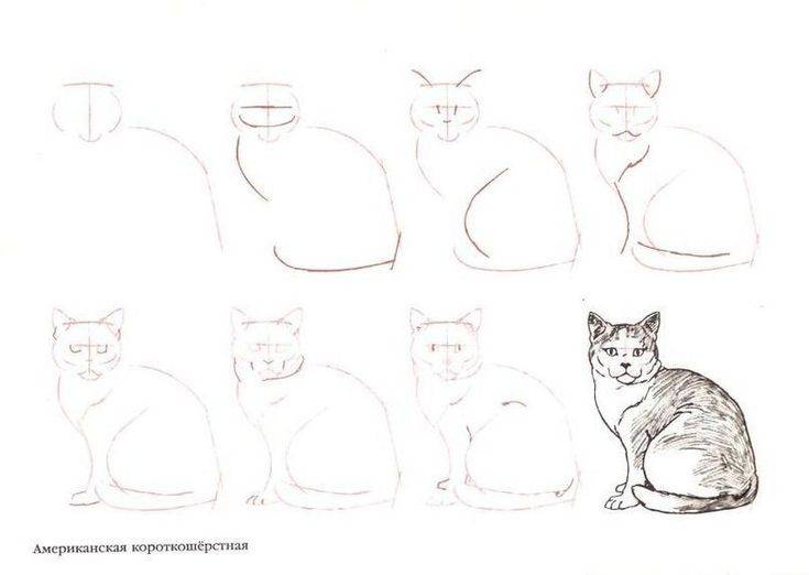 Учимся рисовать кошек