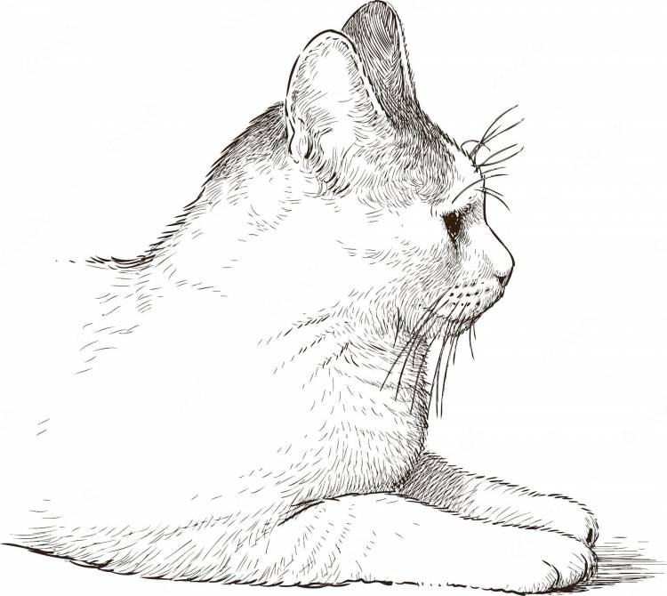 Рисунок кот с боку