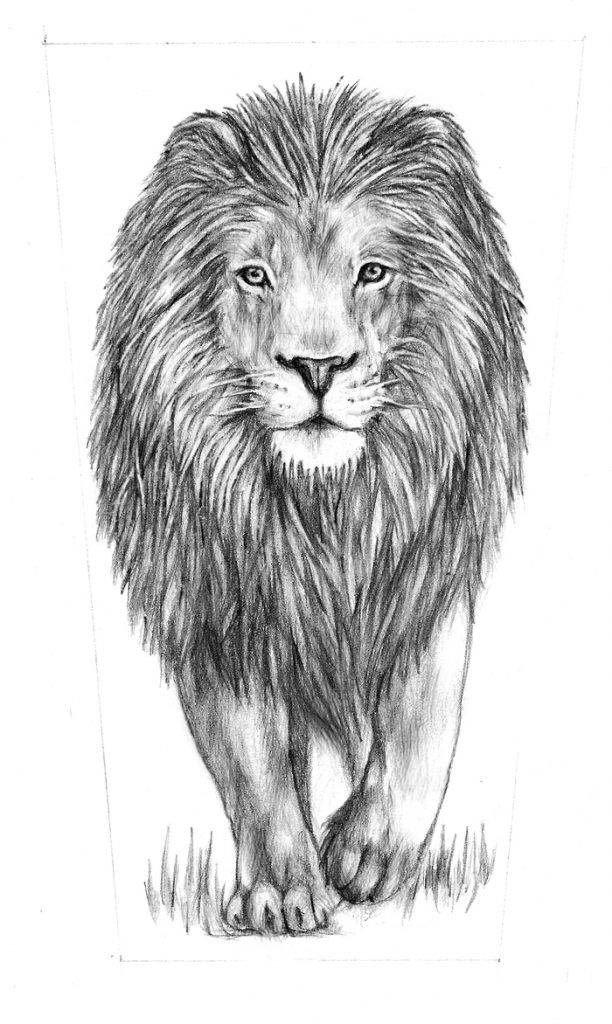 Рисунки льва карандашом для срисовки 