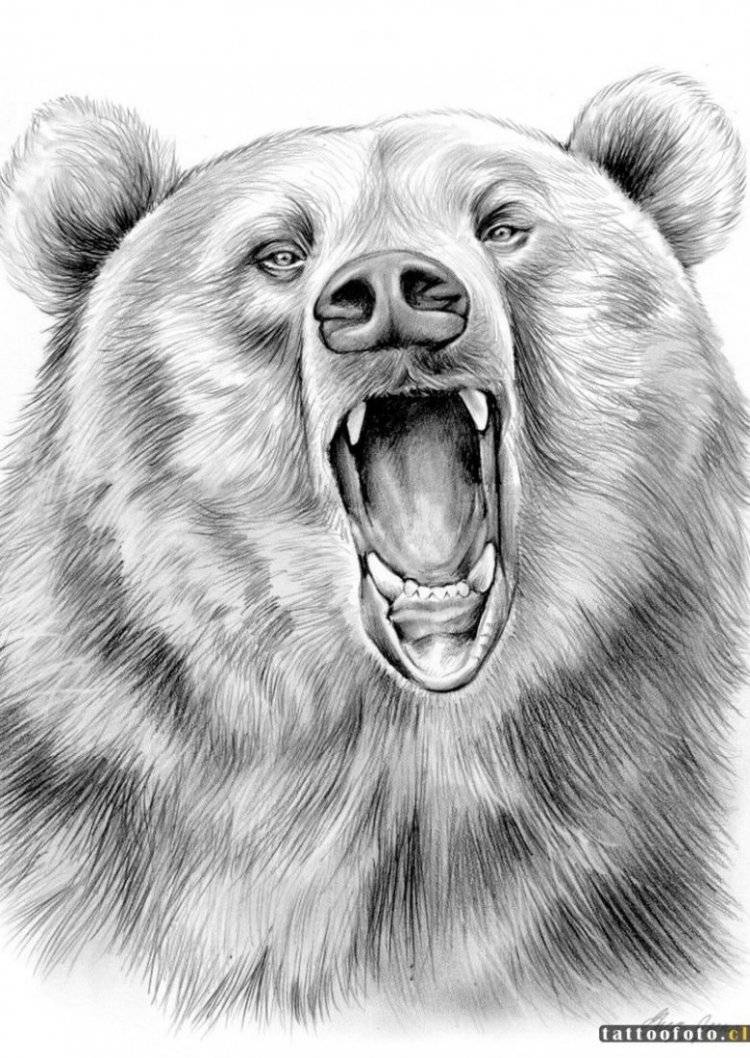Медведь для срисовки карандашом