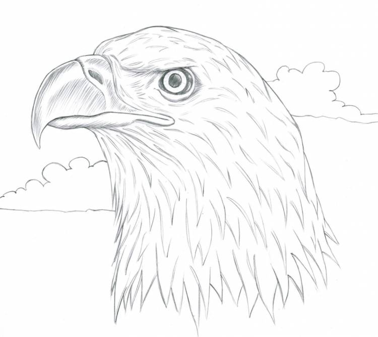 Рисунок орла для срисовки